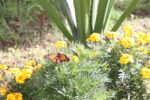 Monarch butterfly