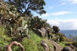 Pico do Facho